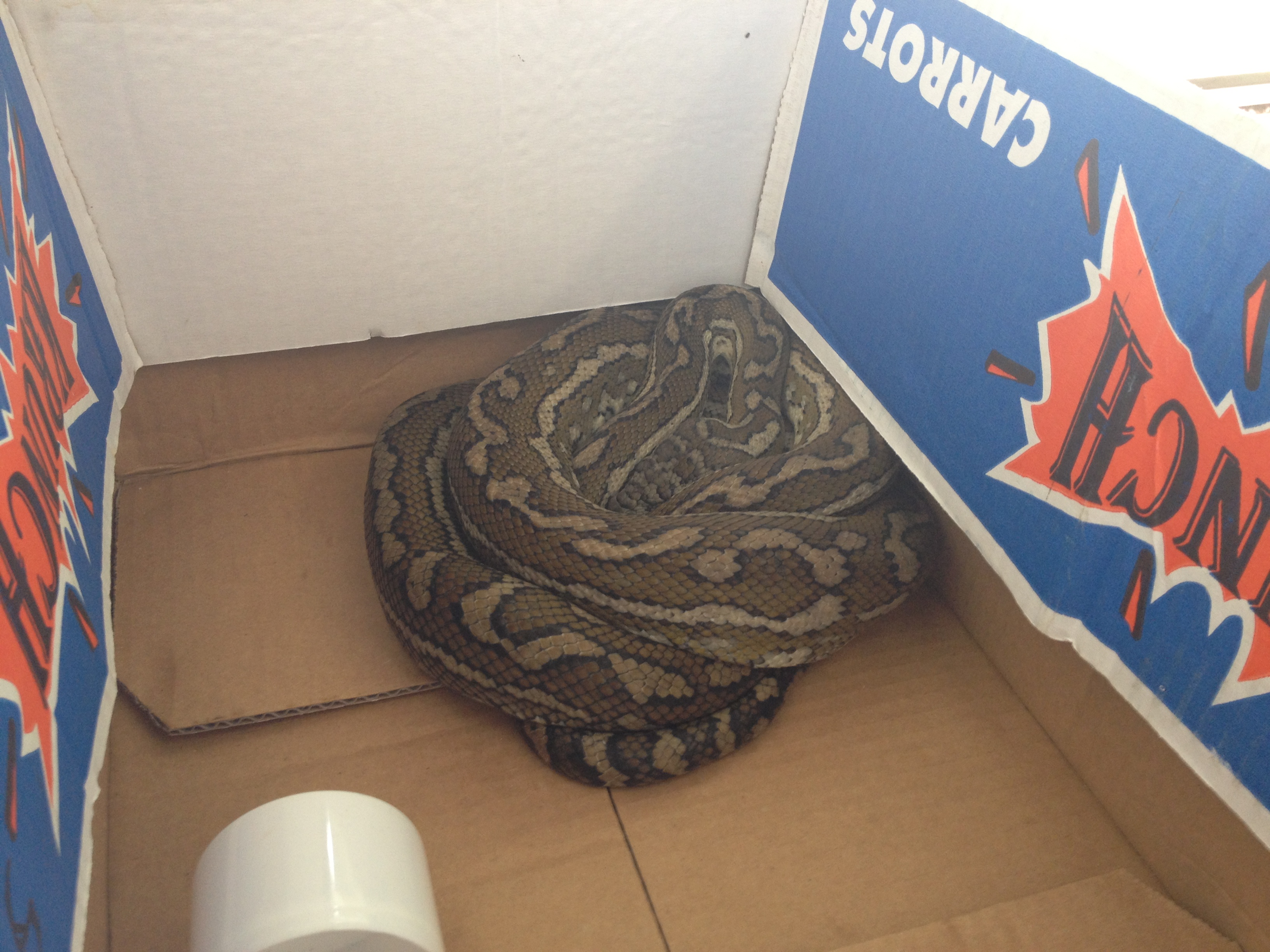 phyton has taken up residence and is know
as the resident security guard